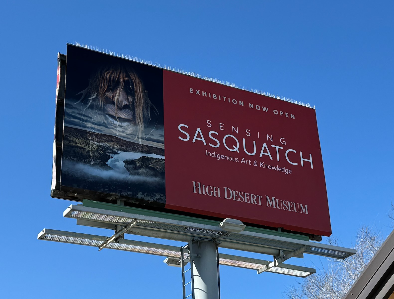 How Meadow Combats Birds on our Billboards